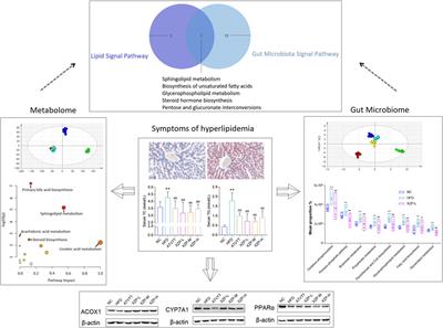 Metabolome combined with gut microbiome revealed the lipid-lowering mechanism of Xuezhiping capsule on hyperlipidemic hamster induced by high fat diet